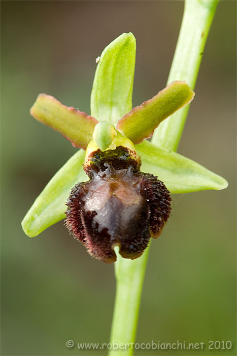 Ophrys da identificare